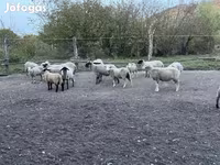 Κριός, White Suffolk sheep — φωτογραφία 3