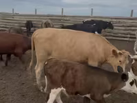 Krava, Simmental cattle — foto 2