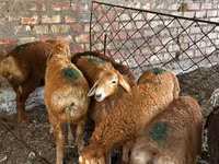 نعجة, Edilbay sheep — الصورة 3