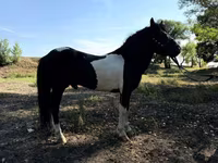 Konji (partija, pol nije naveden), American shetland pony — fotografija 3