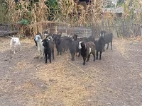 Ged, Alpine goat — foto 6