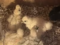 Silkie — foto 3