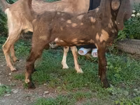 Bode, Nubian Goat — foto 6