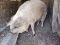 Scrofa, Мангалица — foto 2