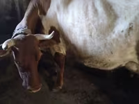 بقرة, Simmental cattle — الصورة 1