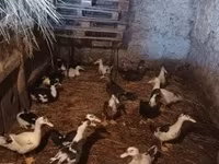 Ducks — الصورة 1