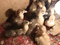Ducks — foto 3
