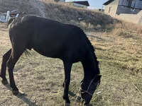 Cavallo, Cavalli — foto 1