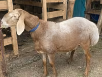 Ovan, Arashan sheep — fotografija 1