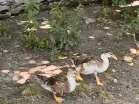 Ducks — عکس 3