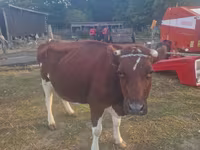 Vaca, Simmental cattle — foto 1