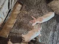 Varkens (partij, geslacht niet gespecificeerd), Varkens — foto 5