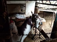 بز ماده, Beetal goats — عکس 4