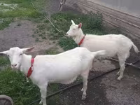 بز ماده, Saanen goat — عکس 2