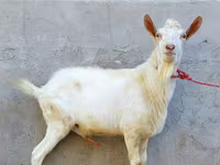 Kozioł, Dutch Landrace goats — zdjęcie 1