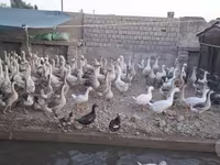 Geese — الصورة 2