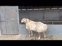 Овен, Edilbay sheep — снимка 4
