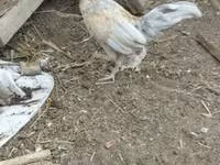 Chickens — تصویر 1
