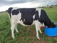 Lo’, Russian Black pied cattle — sawirka 2