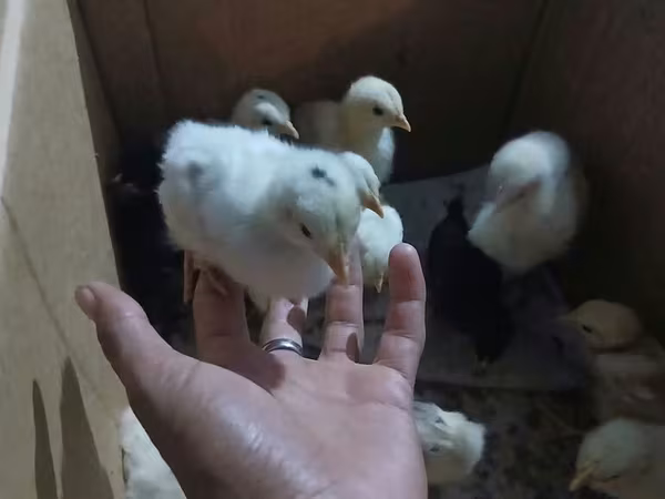 Chickens