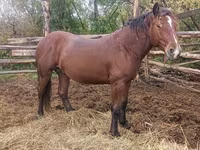 Kuda jantan, Horses — foto 2