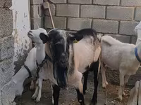 Oğlak, Alpine goat — foto 3