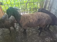 绵羊（批次，未指定性别）, Blackheaded Persian sheep — 照片 1