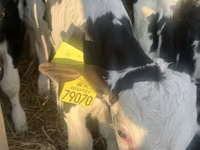 소(암수 미지정, 묶음), Russian Black pied cattle — 사진 1
