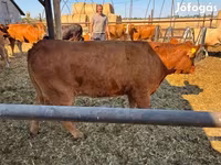 Үнээ, Лимузин үхэр — 2 зураг
