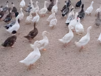 Ducks — عکس 3