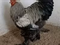 Brahma — foto 3