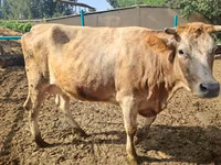 Ko, Swiss cattle — foto 1