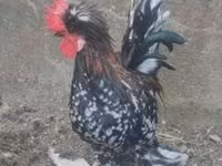 Chickens — الصورة 5