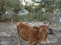گاو ماده, گاو — عکس 2