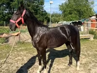 Faras dhaddig, Dutch warmblood horse — sawirka 3