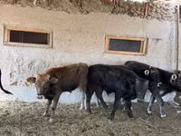 Tyre, Swiss cattle — foto 7
