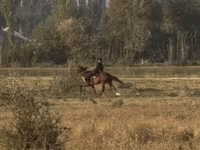 Klisna, French Trotter — foto 4