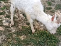Capre (lotto, sesso non specificato), Saanen goat — foto 2