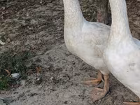 Geese — عکس 4