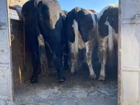 گاو نر, Russian Black pied cattle — عکس 1