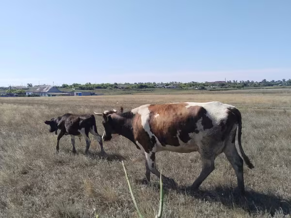 Bull, Cattle — Kazakhstan