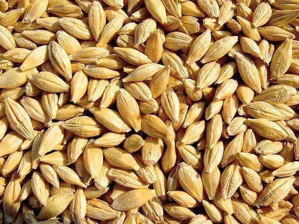 Продам ячмень озимый семенной, сорт Альта. 10 тонн после комбайна