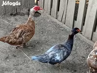 Ducks — foto 3