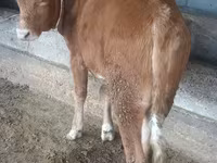 ወንድ በሬ, Simmental cattle — ፎቶ 2