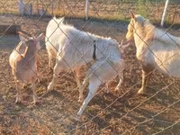Ямааны ухна, Boer goat — 4 зураг