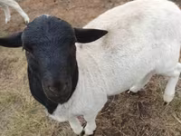 Baran, Dorper sheep — zdjęcie 2