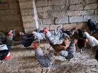 Chickens — foto 7