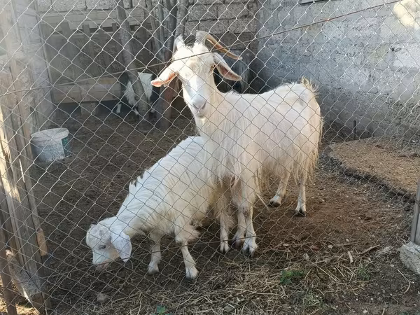 بز نر, بز