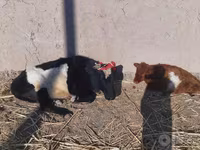 Lembu betina, Cattle — foto 3