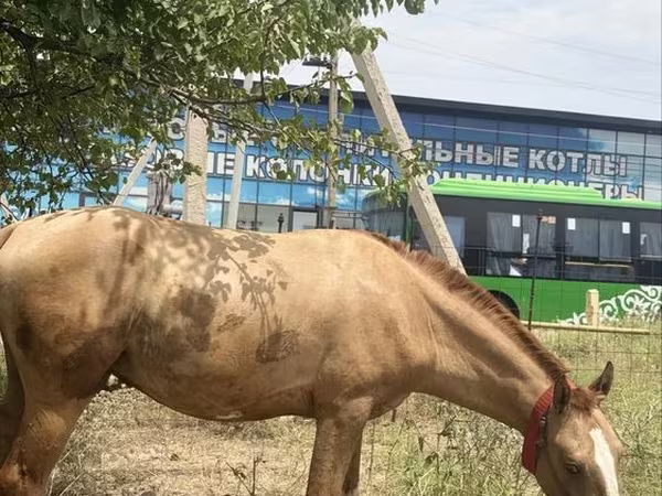 Адуу, Russian Don